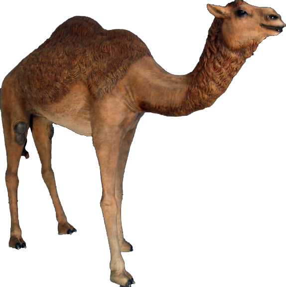 Life Size 85" Male Camel