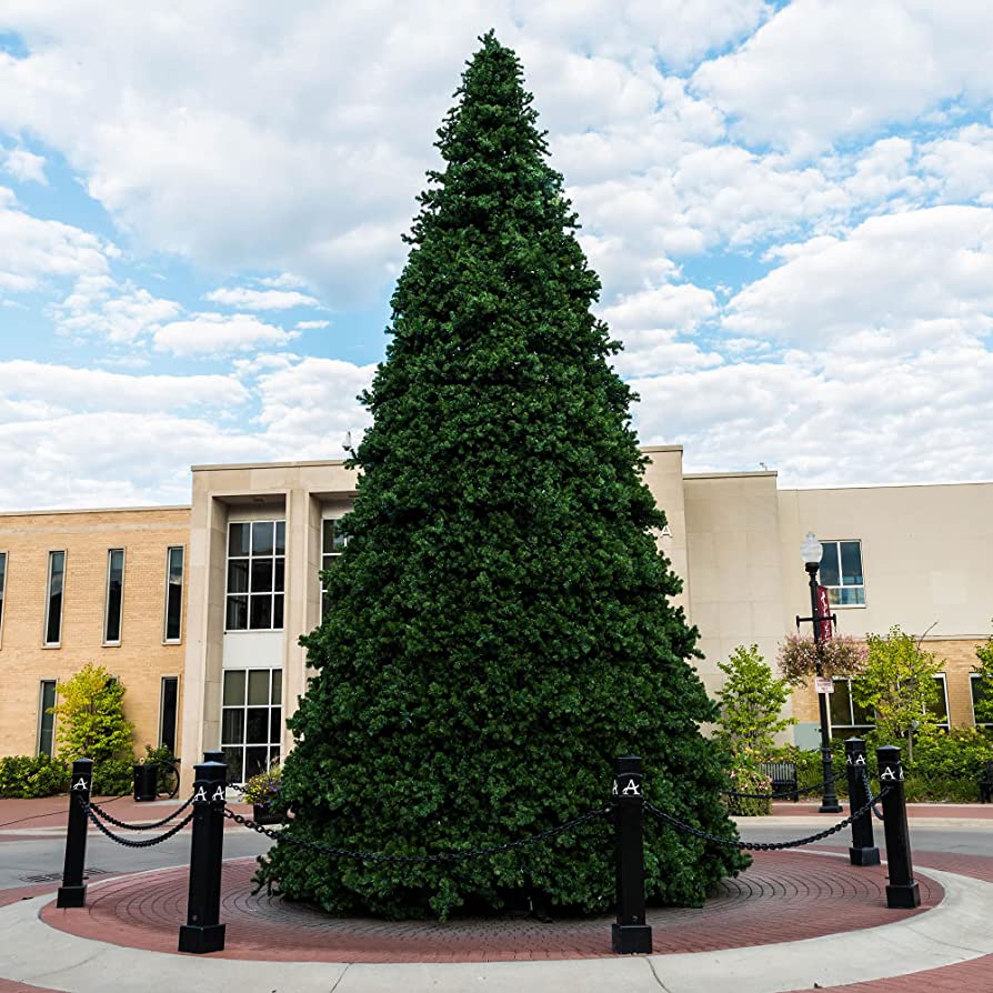 Commercial Christmas Trees