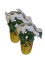 2 Pack Poinsettia with 5 White Leaves in a Gold Foil Planter