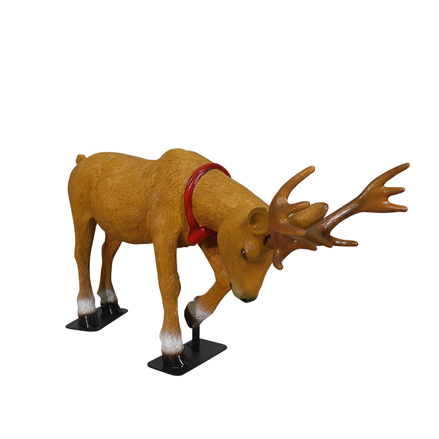 Grazing Reindeer