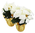 2 Pack Poinsettia with 5 Cream Leaves in a Gold Foil Planter