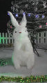 Animated Rabbit Body moves with Music