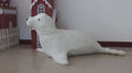 Animated Seal Head moves with Music