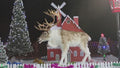 Animated Adult Natural Reindeer Head moves with Music