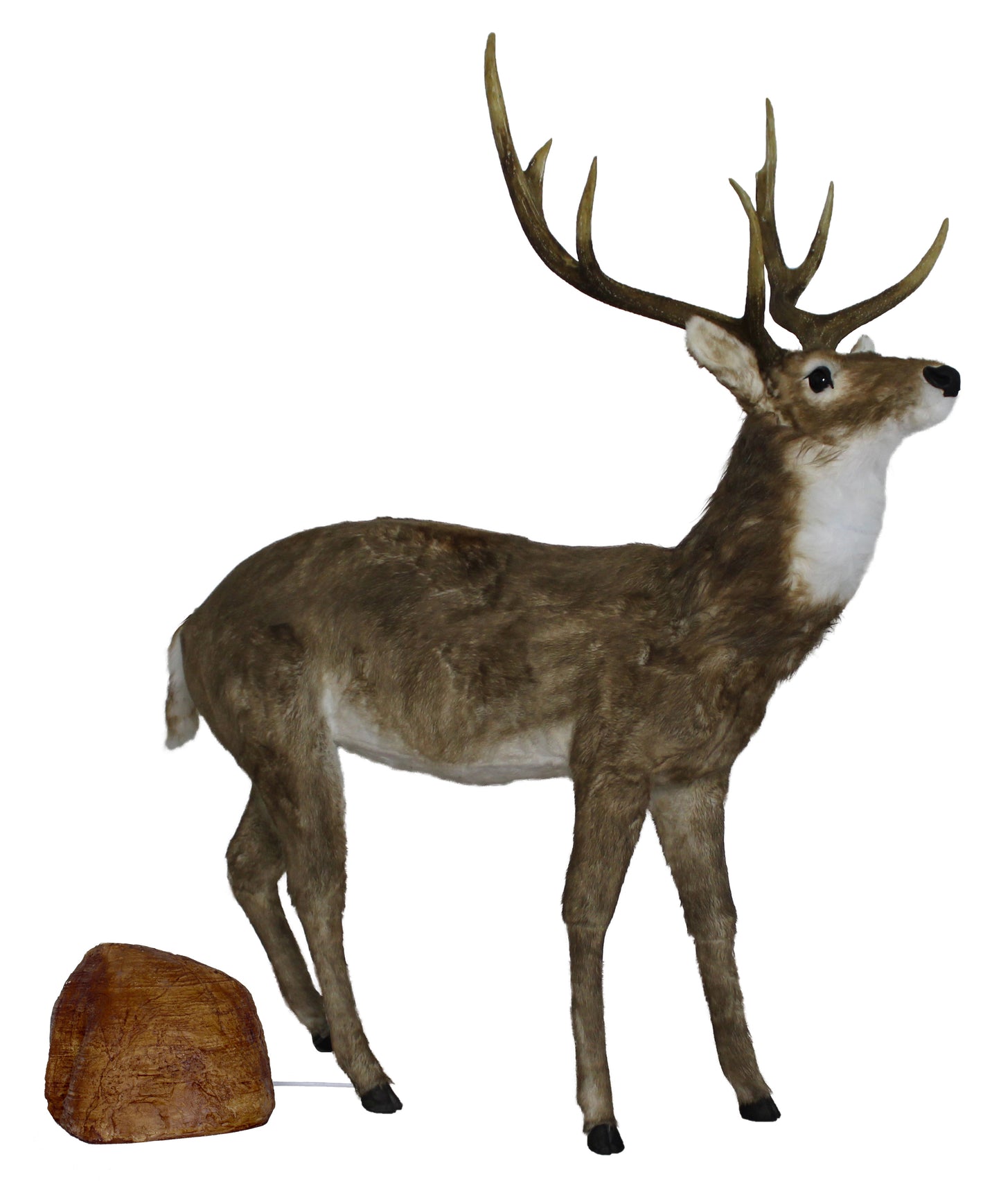 Animated Adult Natural Deer Head Moves with Music