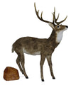 Animated Adult Natural Deer Head Moves with Music