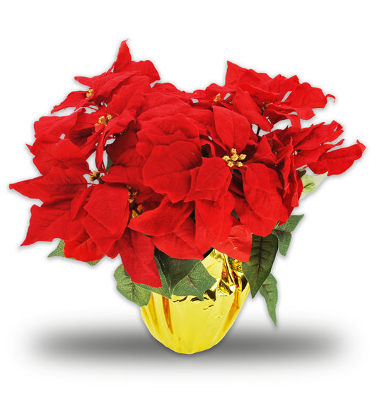 Poinsettia With 12 Leaves in Gold Foil Planter