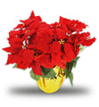 Poinsettia With 12 Leaves in Gold Foil Planter