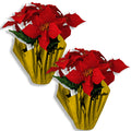 2 Pack Poinsettia's in a Gold Pot