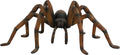 2.5' Brown Recluse Spider