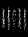 Pure White LED Snowfall Strings Set of 5