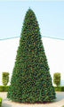 20' Classic Sequoia Tree with Metal Stand