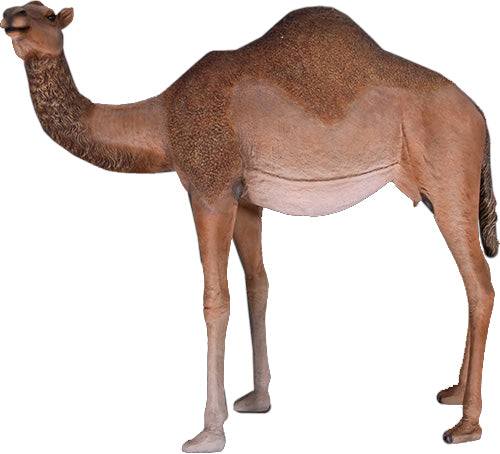 Life Size 85" Male Camel