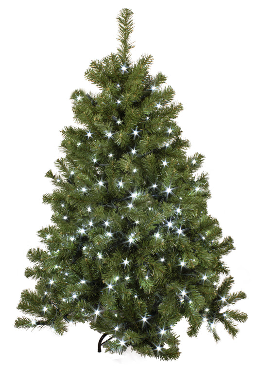 4' Sequoia Evergreen Pine Christmas Tree with Pure White LED Lights