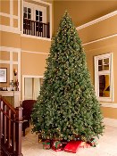 6' Sequoia Evergreen Christmas Tree