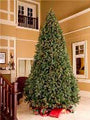 7.5' Sequoia Evergreen Christmas Tree